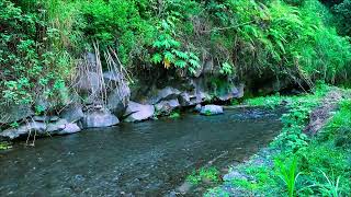 Babbling Brook Sounds soothing scene relaxing water sounds river sounds for sleeping ASMR Sleep [upl. by Nnyliak]