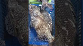 Sea Bream Benjie Gonzales tv [upl. by Lubow]