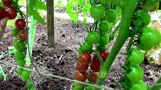 How to Prune Tomatoes for Earlier Harvests Higher Yields amp Healthier Plants [upl. by Ignatzia]