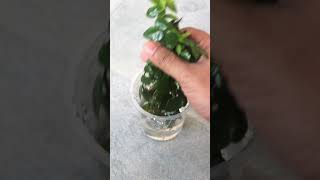 PROPAGATE Creeping Fig Ficus Pumila EASILY [upl. by Esinrahs]