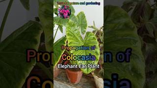 Propagation of Colocasia elephant ear plantBest fertilizers Tips and tricks trending garden [upl. by Tolliver447]