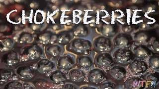 What Are Chokeberries  Chokeberry Pineapple Gelatin [upl. by Navinod]