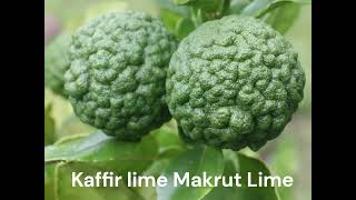 Kaffir lime Makrut Lime [upl. by Moth]