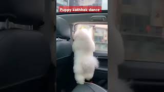 Puppy kathhak dance l shorts viral [upl. by Cence610]