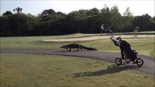 A gator walking across the golf course [upl. by Giulietta]