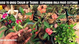 Grow Crown of ThornsEuphorbia Milii From Cuttings Fast N Easy [upl. by Negaet]