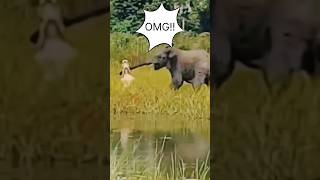 elephant 🐘 jakala 😂 action youtubeshorts animals animalattitude shortvideos ytshorts funny [upl. by Lemraj]