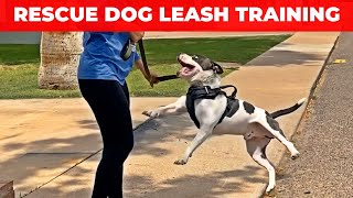 How Do I Get My Rescue Dog To Walk On A Leash [upl. by Annehcu187]