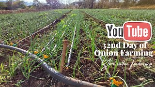 5th Week After Transplanting Onions Key Growth Milestones amp Care Tips [upl. by Primaveras]