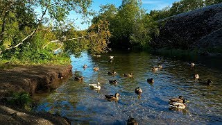 Ducks quacking on a river in the forest [upl. by Rena]