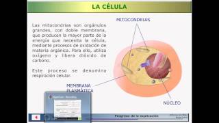 12 Célula eucariota animal [upl. by Harrus896]