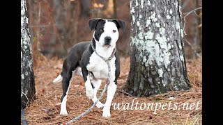 quotMarleyquot dog for adoption at waltonpetsnet [upl. by Arraet]