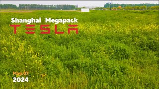 Tesla Shanghai Megapack Factory wild flowers bloom everywhere enjoy the scenery in the mud I 4K [upl. by Wolsky602]