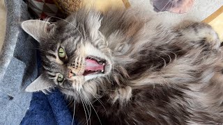 🔊 Maine Coon Cat Sounds Female 🖤 vs Male 🧡 MrrEOWs Trills Talks Happy Sassy Hello Meows [upl. by Hulen]