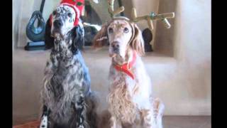 English Setters  living the good life [upl. by Nillad138]