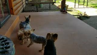 4 of our Yorkies barking [upl. by Tnaryb267]