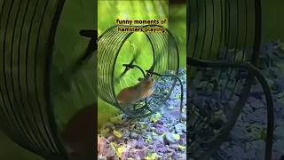 funny moments of hamsters playing hamsters [upl. by Huntley]