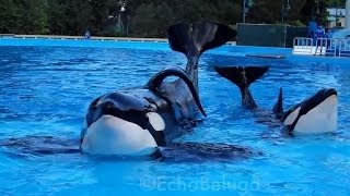 Tilikum and Trua  Dine With Shamu at SeaWorld Orlando  September 8th 2013 [upl. by Demitria892]