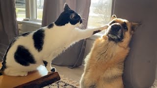 Funny Dogs And Cats Videos 2024 😅Theyre Best Friends [upl. by Robbi]