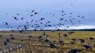 LOUISIANA BOYS SHOOT 8 MAN DUCK LIMIT IN 5 FLOCKS [upl. by Wendin688]