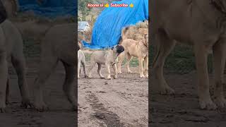 YAVRU KANGAL RACON pet dog köpek kopek dogs pets pitbull kopekler love like subscribe [upl. by Spooner385]