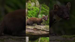 Meet the European Pine Marten  NATURE Shorts  PBS animal naturepbs pinemarten [upl. by Yvor]