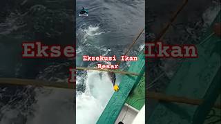 Mancing mania strike ikan Marlin Raksasa fishing [upl. by Auahsoj]