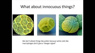 Autoimmunity amp Immunodeficiency  Whats the Relationship [upl. by Flemming]