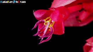 Medinilla Magnifica Flower Rose Grape Bloom TimeLapse  balakayohdyan [upl. by Johppah539]