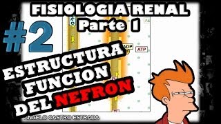 Video de Fisiologia  Fisiologia renal la nefrona y el riñon 2014 guyton [upl. by Lleuqar]