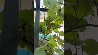 Grape 🍇 plantgrapevinehelathyorganichomegardenlovegreenpleasesubscribe [upl. by Anerul]