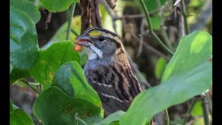 White Throated Sparrow  Oak Point Nature Preserve Plano TX 4K [upl. by Waldack]