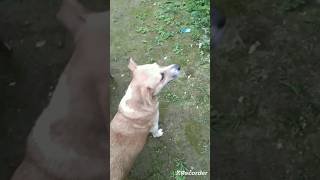 ලැසීගෙ දහංගලේ 😂😂❤️dog funny part 1 dog [upl. by Annahsat924]