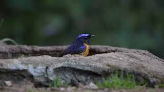 Rufous bellied niltava at quot Nature Sparsh Homestay quot Jantwalgaun Sattal  Birding guide at Sattal [upl. by Luapnoj]