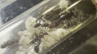 Iridomyrmex Purpureus ep 5 La reine tapisse les tubes de la colonie [upl. by Lipfert]