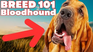 BREED 101 BLOODHOUND Everything You Need To Know About The BLOODHOUND [upl. by Nadoj486]