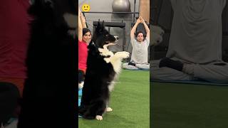 le chien le plus sportif au monde 🤩 shorts viral tiktok histoire [upl. by Akeret]