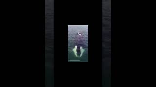 Bowhead Whale vs Livyatan livyatan bowheadwhale shorts shortvideo whales spermwhale whale [upl. by Betsy]