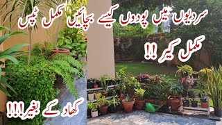 Complete Care of All the Plants in Winter  Sardiyoun mein Podoun ko Kaise Bachae amp Lush Green Banae [upl. by Ehcor]