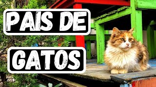 TURQUIA EL PAIS DE LOS GATOS CALLEJEROS [upl. by Marigolde329]