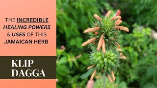 Here’s why you should add KLIP DAGGA to your MEDICINE CABINET  LEONOTIS NEPETIFOLIA [upl. by Everara]