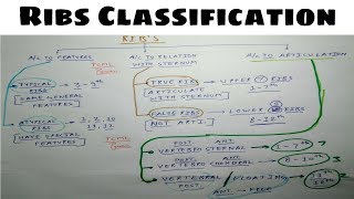 Ribs Classification  True False Typical Vertebrosternal Vertebrochondral Vertebral  TCML [upl. by Yatzeck]