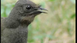 Attenborough the amazing Lyre Bird sings like a chainsaw Now in high quality  BBC Earth [upl. by Aleehs]