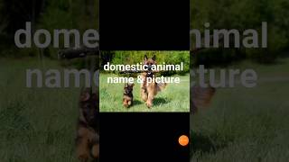 Domestic animals name with picture [upl. by Naot]