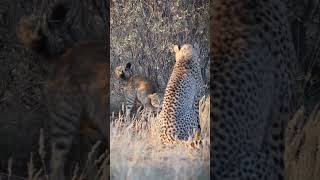 African wild cat vs cheetah Stand off between Small and Big wild felines [upl. by Urias]