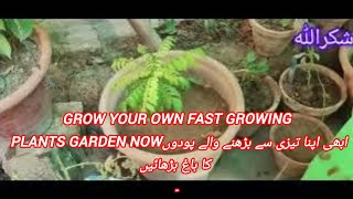 GROW Your Own Fast Growing Plants Garden NOWابھی اپنا تیزی سے بڑھنے والے پودوں کا باغ بڑھائیں۔ [upl. by Nissensohn266]