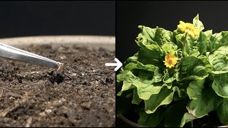 To bloom a flower from a seed  Melampodium  Timelapse 52 Days [upl. by Ronaele619]