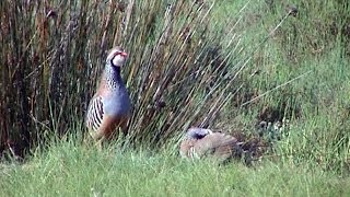 Perdrix rouge Alectoris rufa Redlegged Partridge [upl. by Hcire]