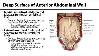 Abdominal Wall Peritoneum and Intestines LO 2  Abdominal Wall [upl. by Marley]