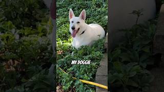 My little Doggie youtubeshorts youtube pets cute [upl. by Mather]